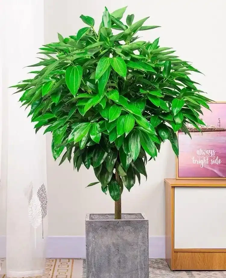 6種「綠植」,養家裡喜氣洋洋很是吉利,大氣好養年年四季常綠