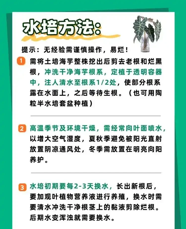 「大仙女海芋」四季養護寶典,全方位知識分享!