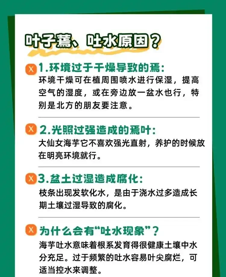 「大仙女海芋」四季養護寶典,全方位知識分享!
