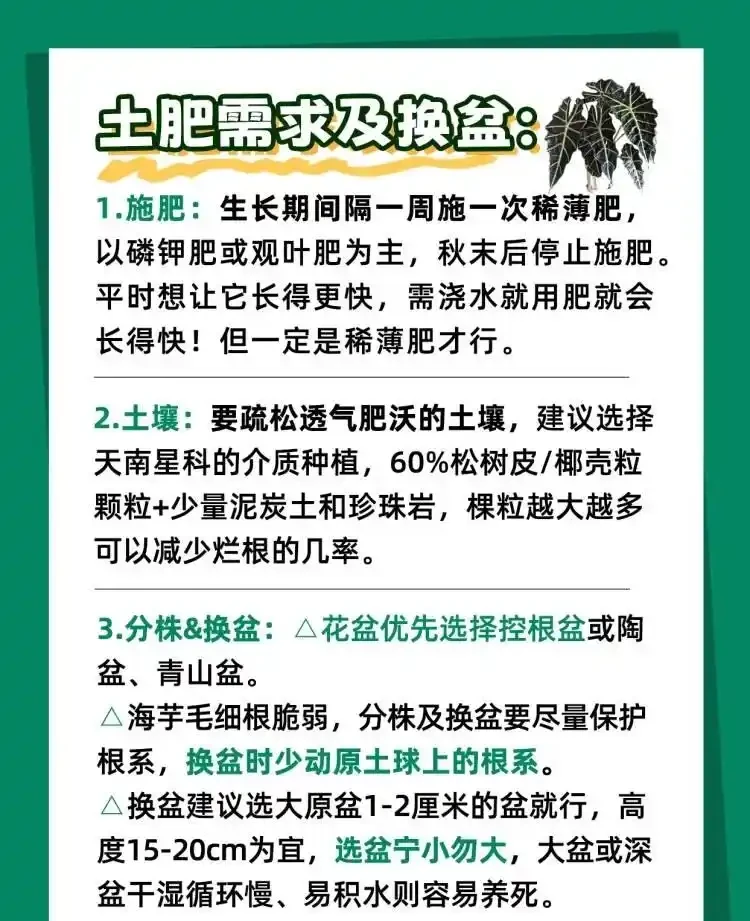 「大仙女海芋」四季養護寶典,全方位知識分享!