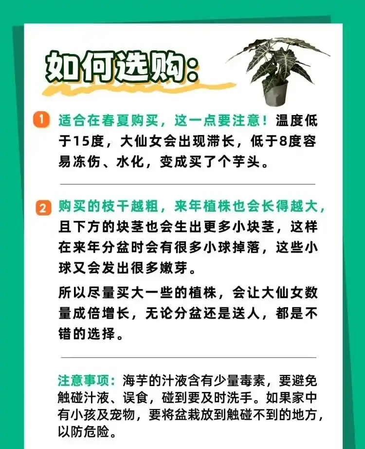 「大仙女海芋」四季養護寶典,全方位知識分享!
