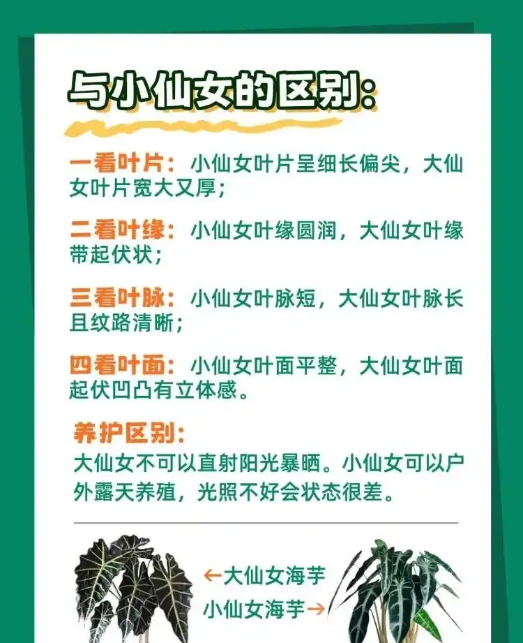 「大仙女海芋」四季養護寶典,全方位知識分享!
