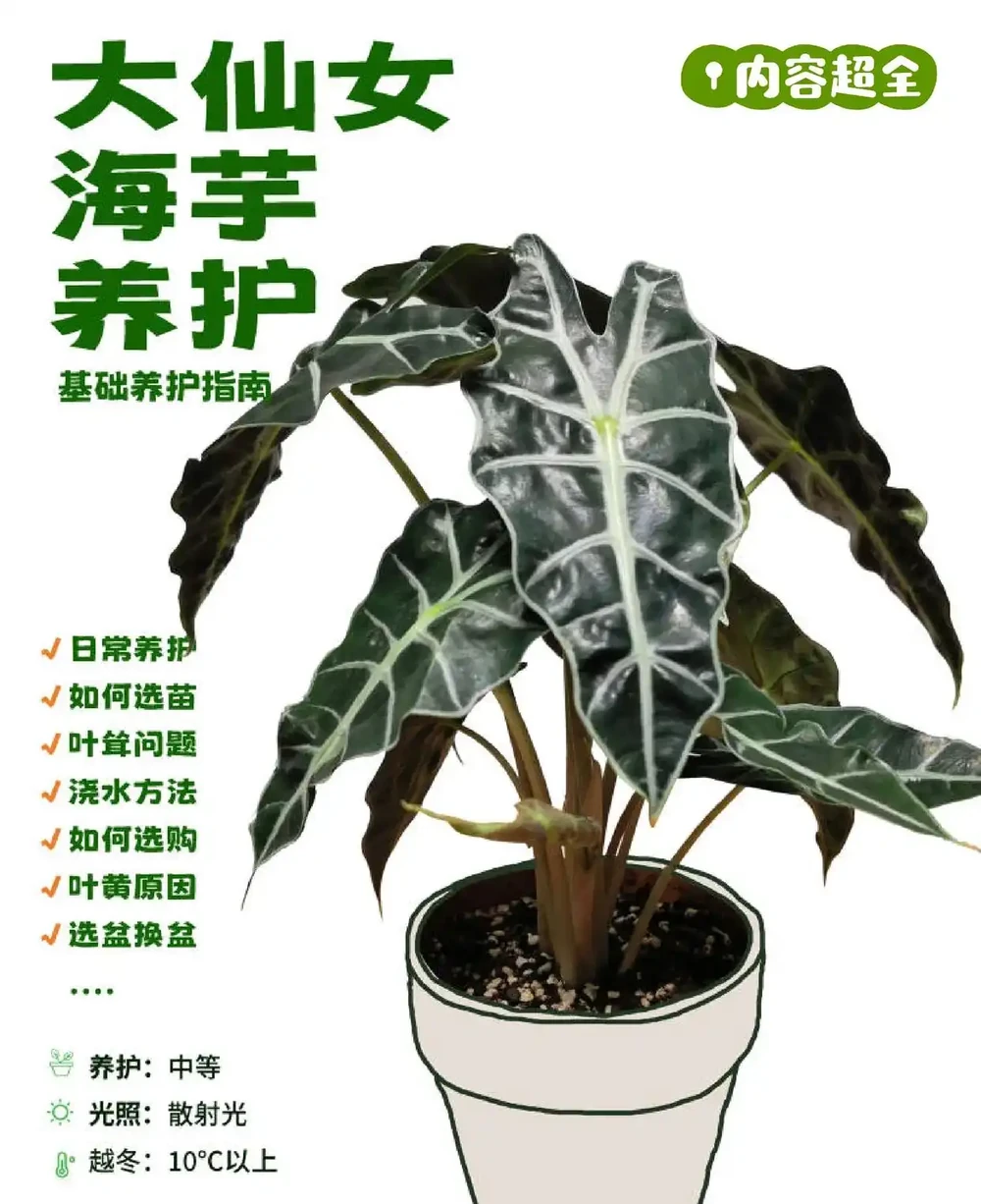 「大仙女海芋」四季養護寶典,全方位知識分享!
