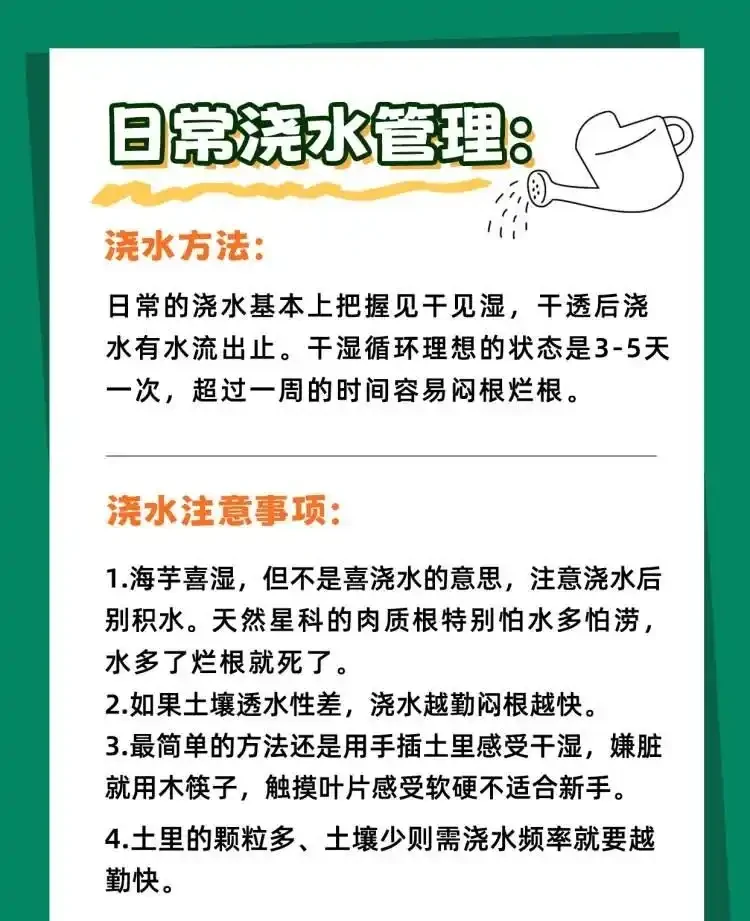 「大仙女海芋」四季養護寶典,全方位知識分享!