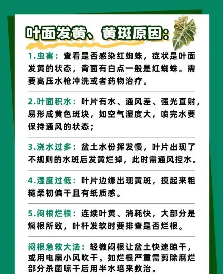 「大仙女海芋」四季養護寶典,全方位知識分享!