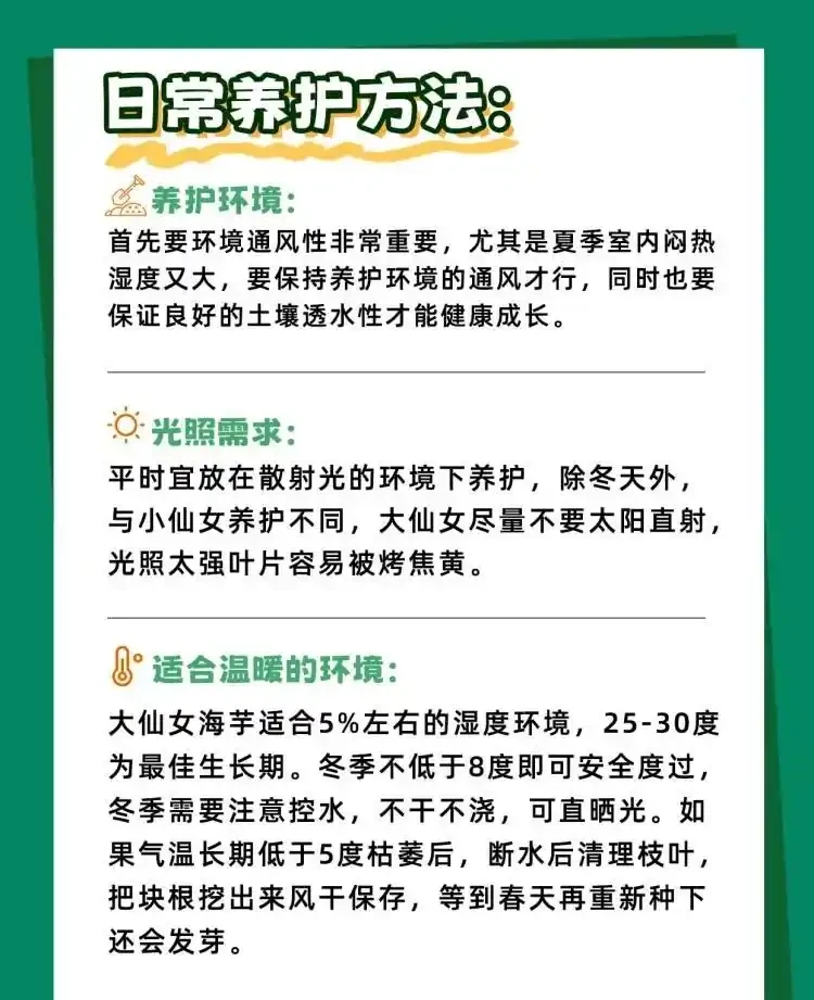 「大仙女海芋」四季養護寶典,全方位知識分享!
