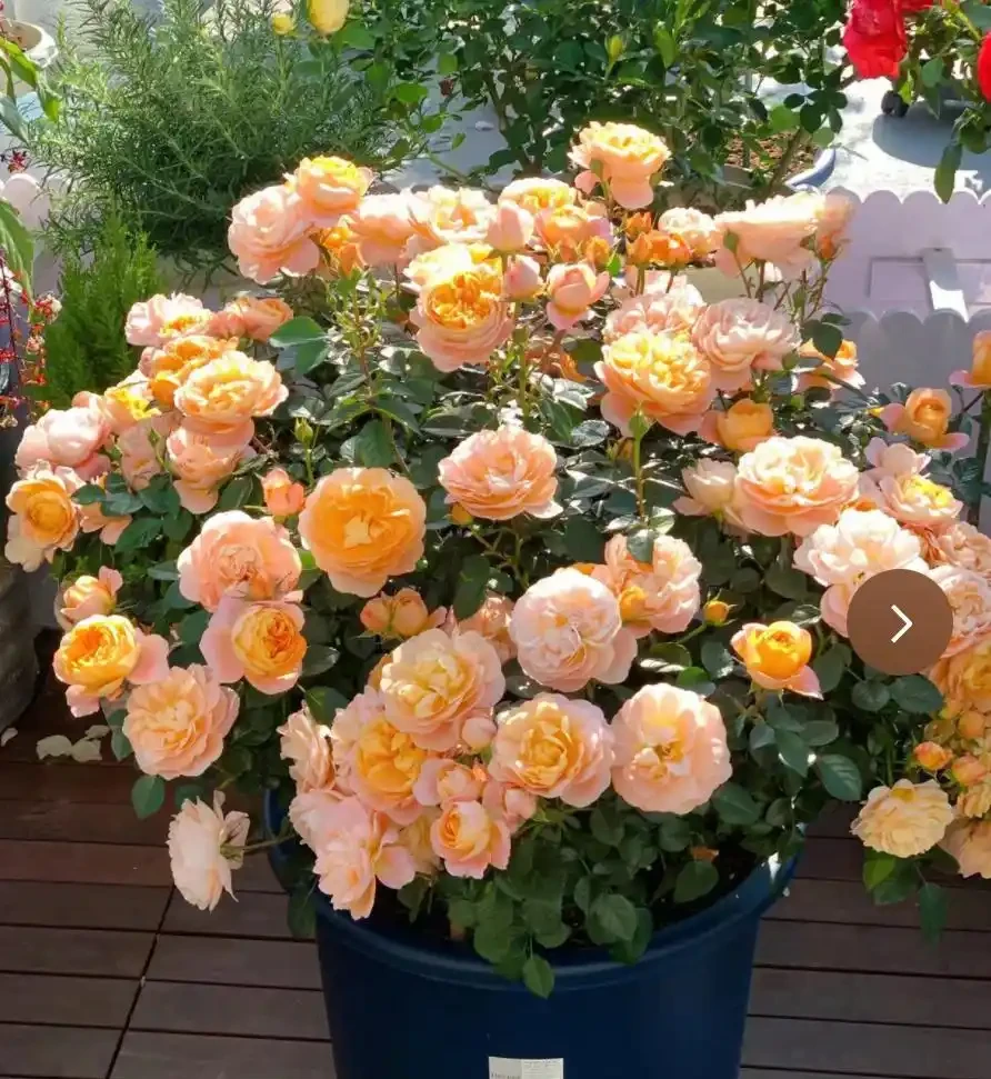 5種花「累不死」,一棵開花360天,嬌滴滴似雲霞,又好養又便宜!