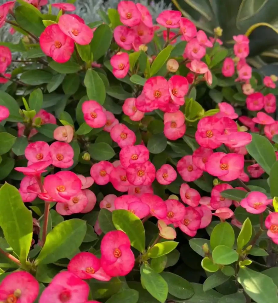 5種花「累不死」,一棵開花360天,嬌滴滴似雲霞,又好養又便宜!