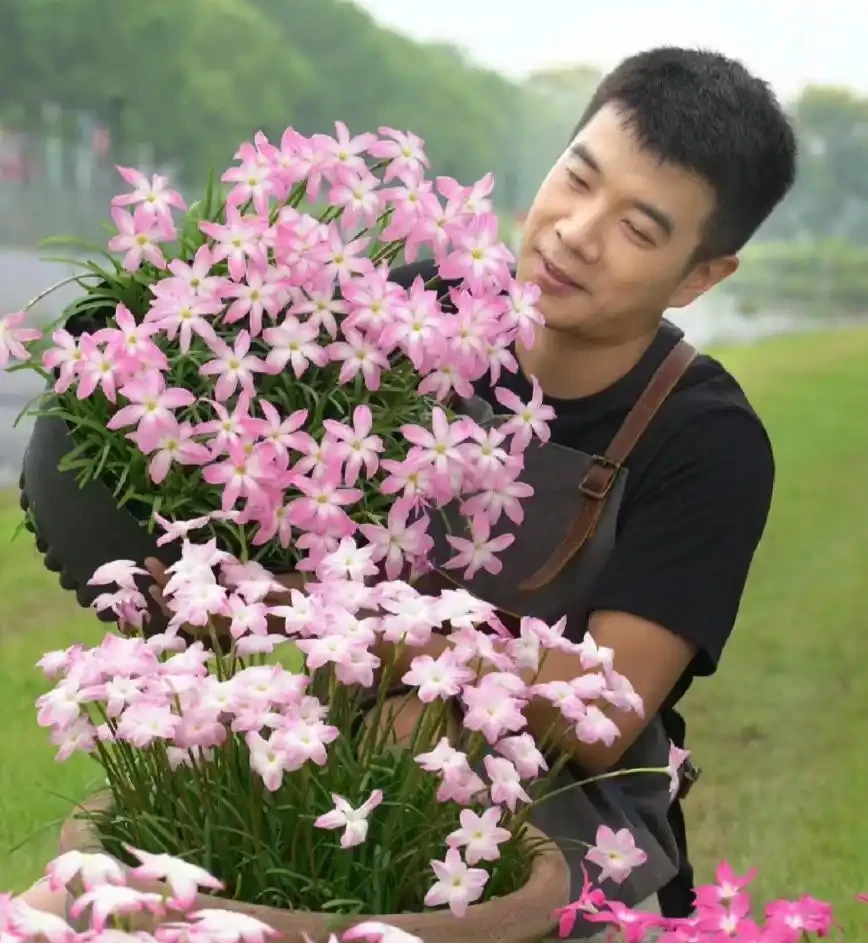 5種花「累不死」,一棵開花360天,嬌滴滴似雲霞,又好養又便宜!