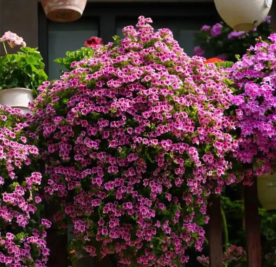 5種花「累不死」,一棵開花360天,嬌滴滴似雲霞,又好養又便宜!