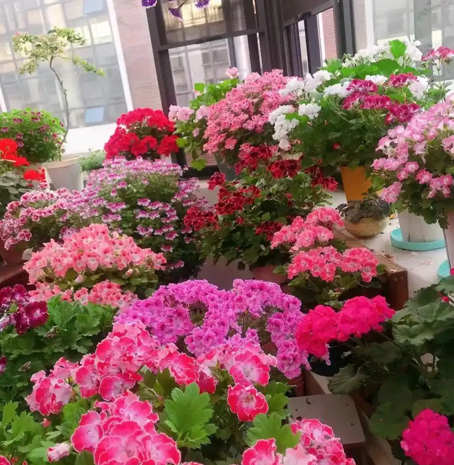5種花「累不死」,一棵開花360天,嬌滴滴似雲霞,又好養又便宜!
