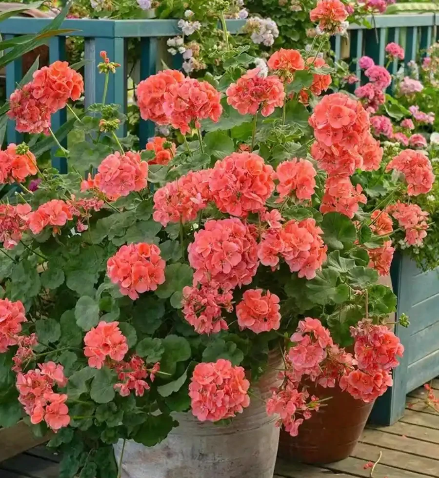 5種花「累不死」,一棵開花360天,嬌滴滴似雲霞,又好養又便宜!