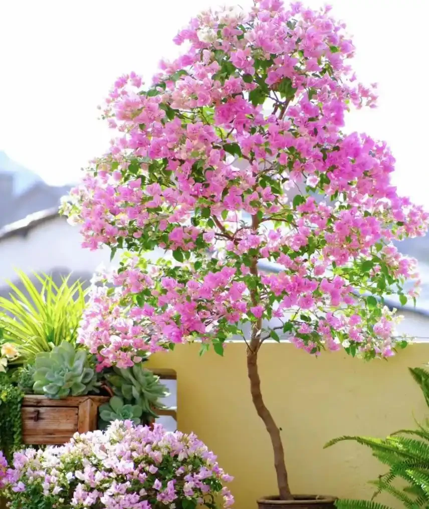 5種花「累不死」,一棵開花360天,嬌滴滴似雲霞,又好養又便宜!