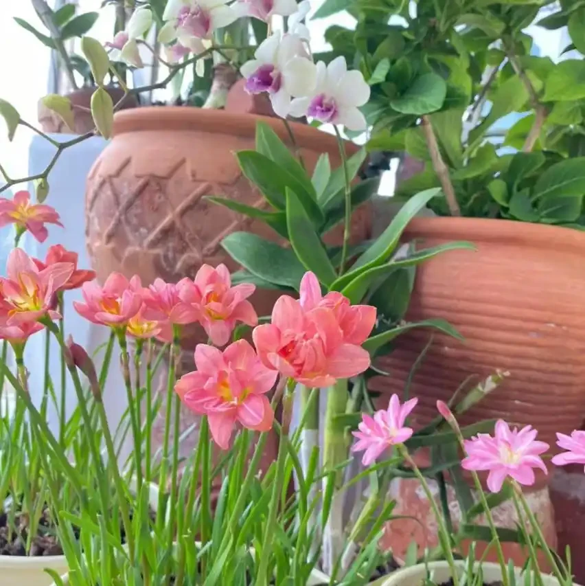 5種花「累不死」,一棵開花360天,嬌滴滴似雲霞,又好養又便宜!