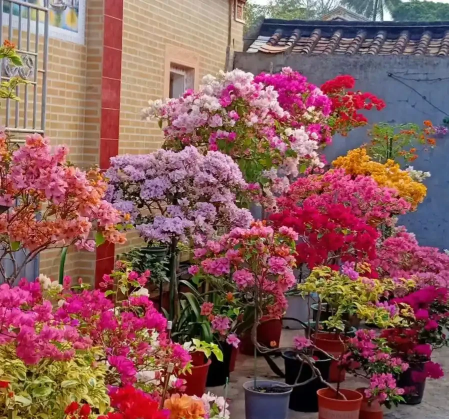 5種花「累不死」,一棵開花360天,嬌滴滴似雲霞,又好養又便宜!
