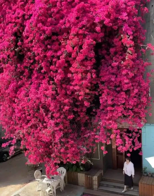 5種花「累不死」,一棵開花360天,嬌滴滴似雲霞,又好養又便宜!
