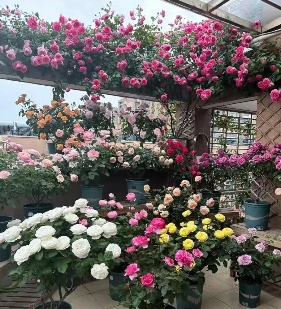 5種花「累不死」,一棵開花360天,嬌滴滴似雲霞,又好養又便宜!