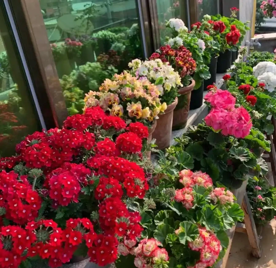5種花「累不死」,一棵開花360天,嬌滴滴似雲霞,又好養又便宜!