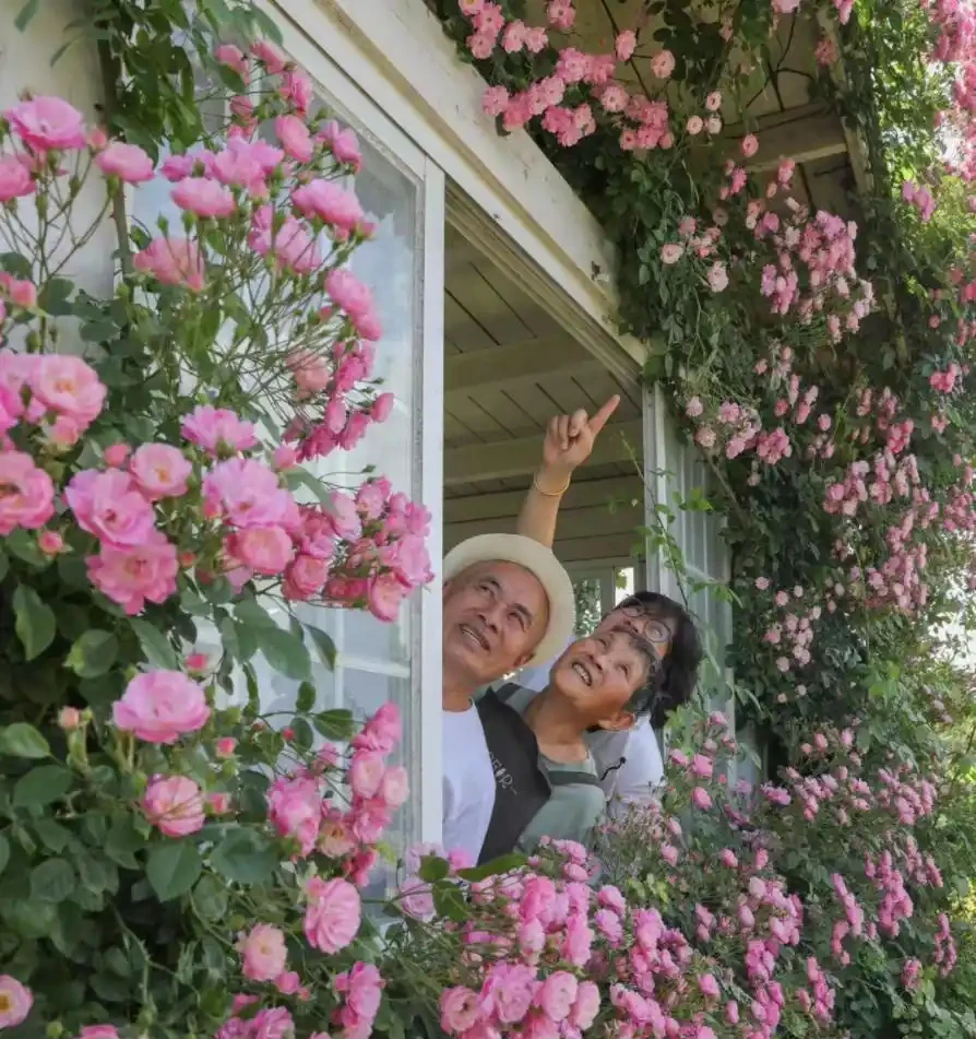 5種花「累不死」,一棵開花360天,嬌滴滴似雲霞,又好養又便宜!