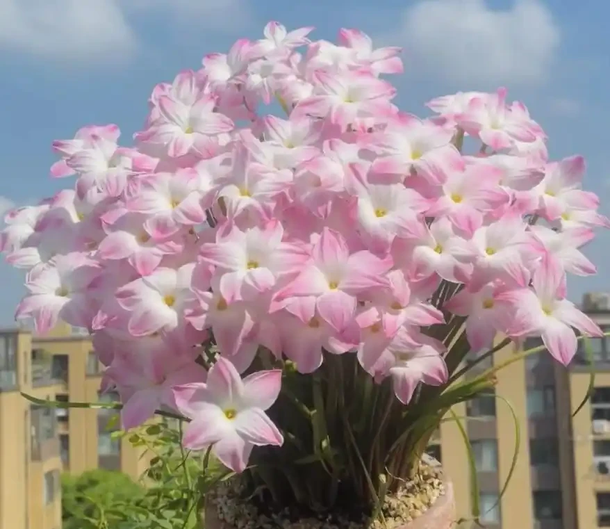 5種花「累不死」,一棵開花360天,嬌滴滴似雲霞,又好養又便宜!