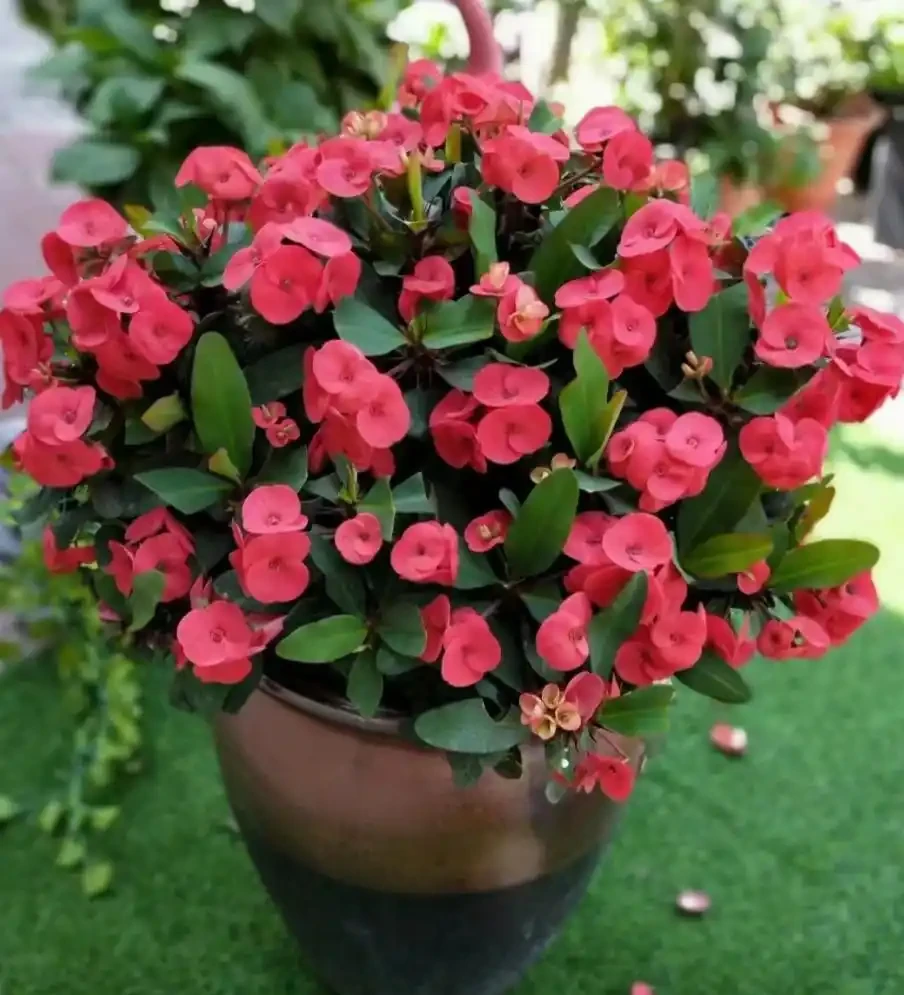 5種花「累不死」,一棵開花360天,嬌滴滴似雲霞,又好養又便宜!