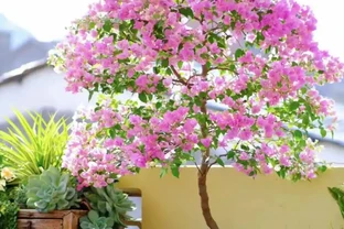 5種花「累不死」，一棵開花360天，嬌滴滴似雲霞，又好養又便宜！