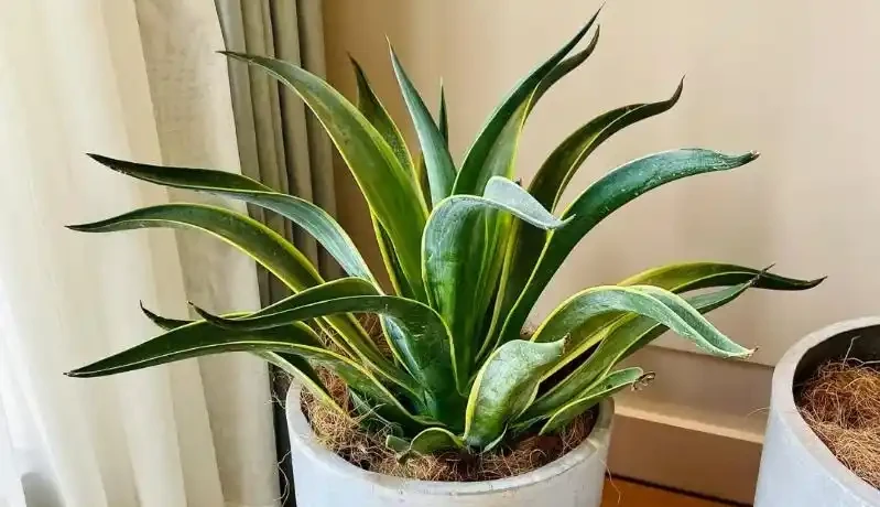 吸甲醛植物十大排行榜,龜背芋、蘆薈、黃金葛排名前三!