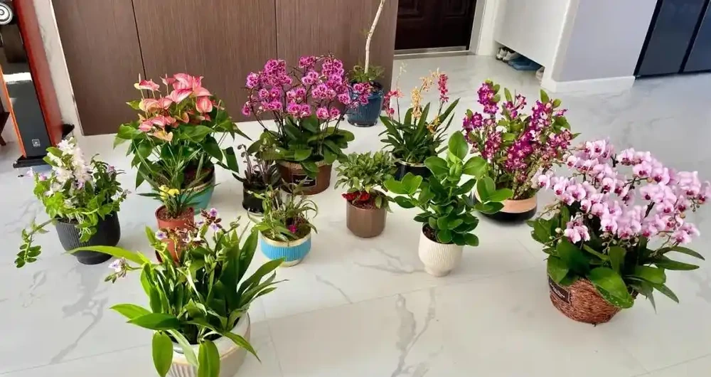 吸甲醛植物十大排行榜,龜背芋、蘆薈、黃金葛排名前三!