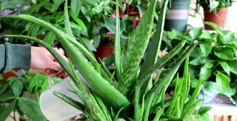 吸甲醛植物十大排行榜,龜背芋、蘆薈、黃金葛排名前三!