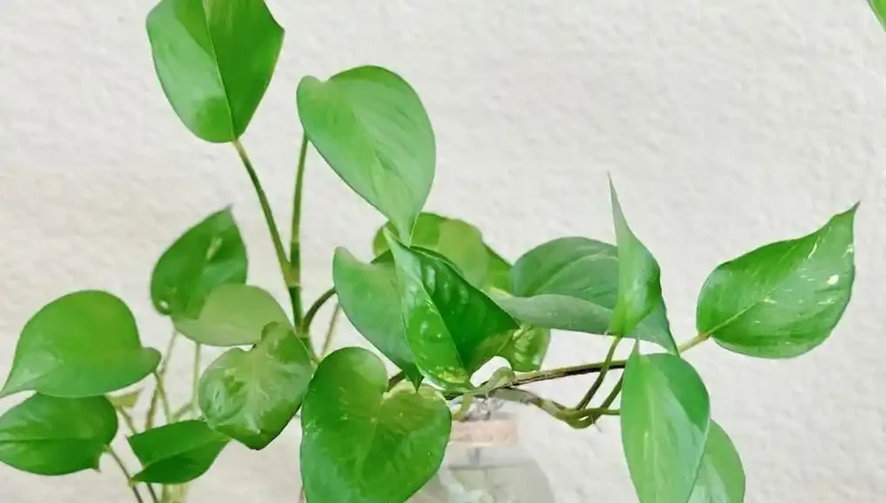 吸甲醛植物十大排行榜,龜背芋、蘆薈、黃金葛排名前三!