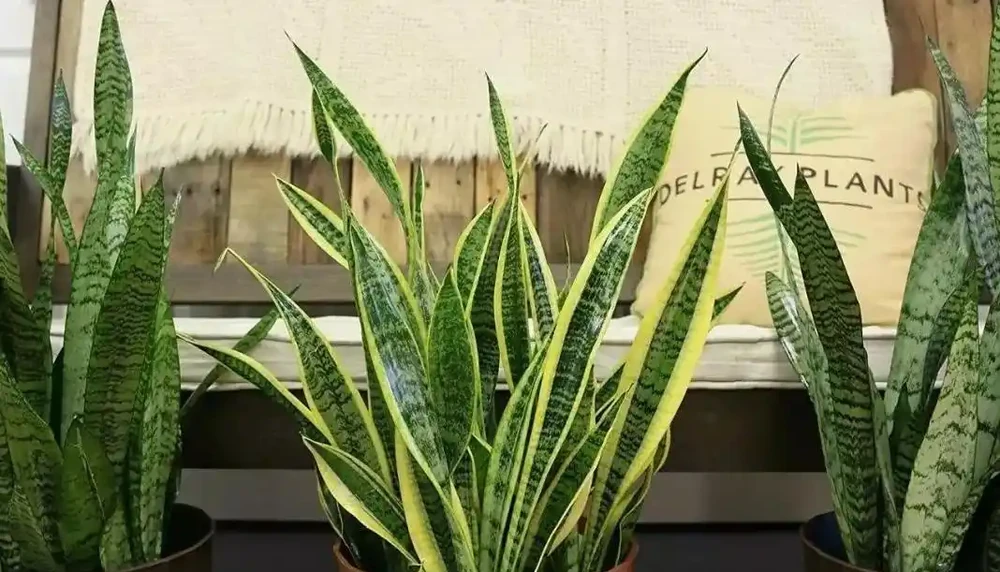 吸甲醛植物十大排行榜,龜背芋、蘆薈、黃金葛排名前三!
