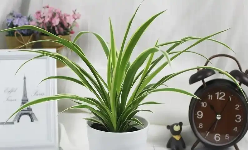 吸甲醛植物十大排行榜,龜背芋、蘆薈、黃金葛排名前三!