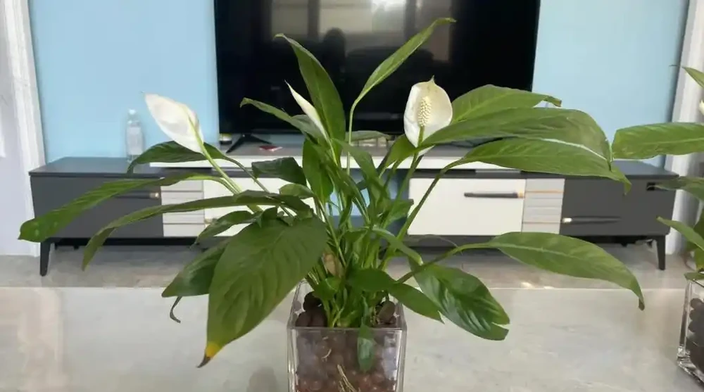 吸甲醛植物十大排行榜,龜背芋、蘆薈、黃金葛排名前三!