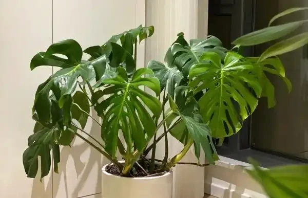 吸甲醛植物十大排行榜,龜背芋、蘆薈、黃金葛排名前三!
