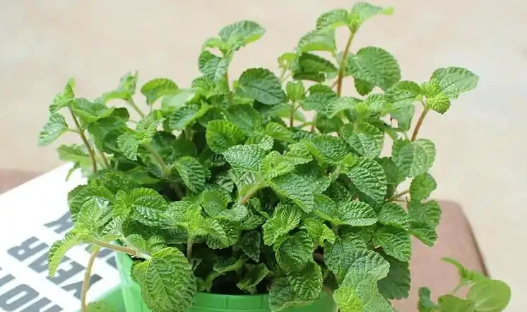 吸甲醛植物十大排行榜,龜背芋、蘆薈、黃金葛排名前三!