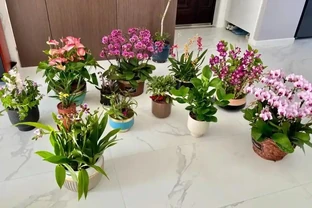 吸甲醛植物十大排行榜，龜背芋、蘆薈、黃金葛排名前三！