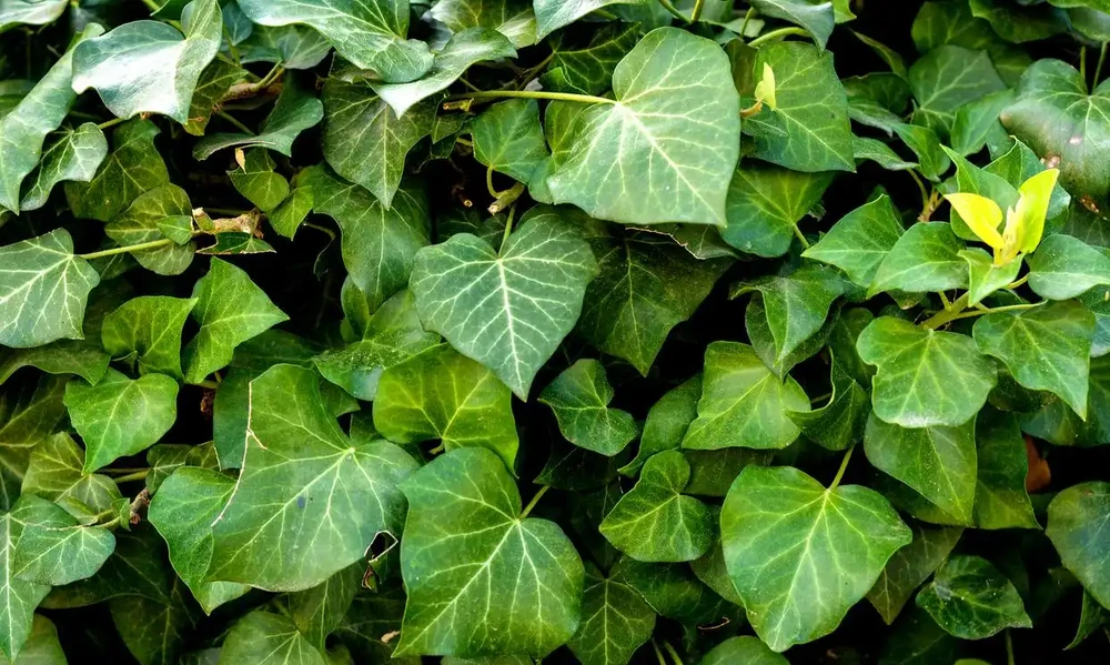 嫌廁所「臭味濃」不衛生,不如養這8種「吸臭植物」,能輕鬆解決