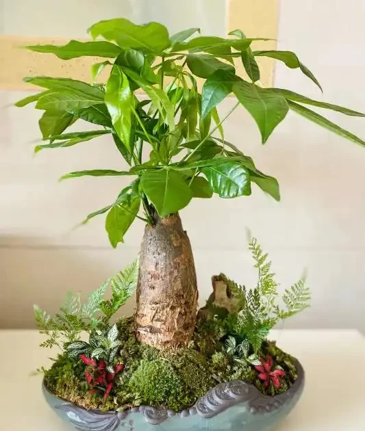杆子變乾癟發軟?教你急救發財樹,絕對乾貨!