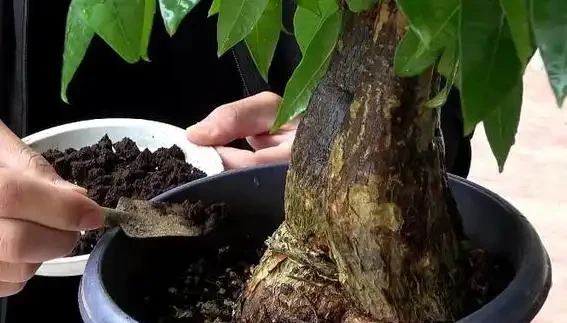 杆子變乾癟發軟?教你急救發財樹,絕對乾貨!