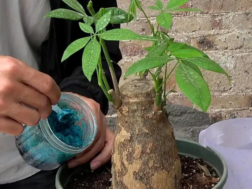 杆子變乾癟發軟?教你急救發財樹,絕對乾貨!