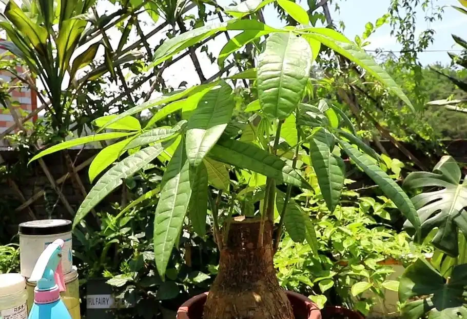 杆子變乾癟發軟?教你急救發財樹,絕對乾貨!
