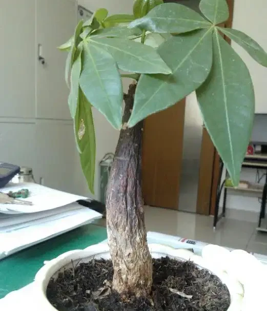 杆子變乾癟發軟?教你急救發財樹,絕對乾貨!