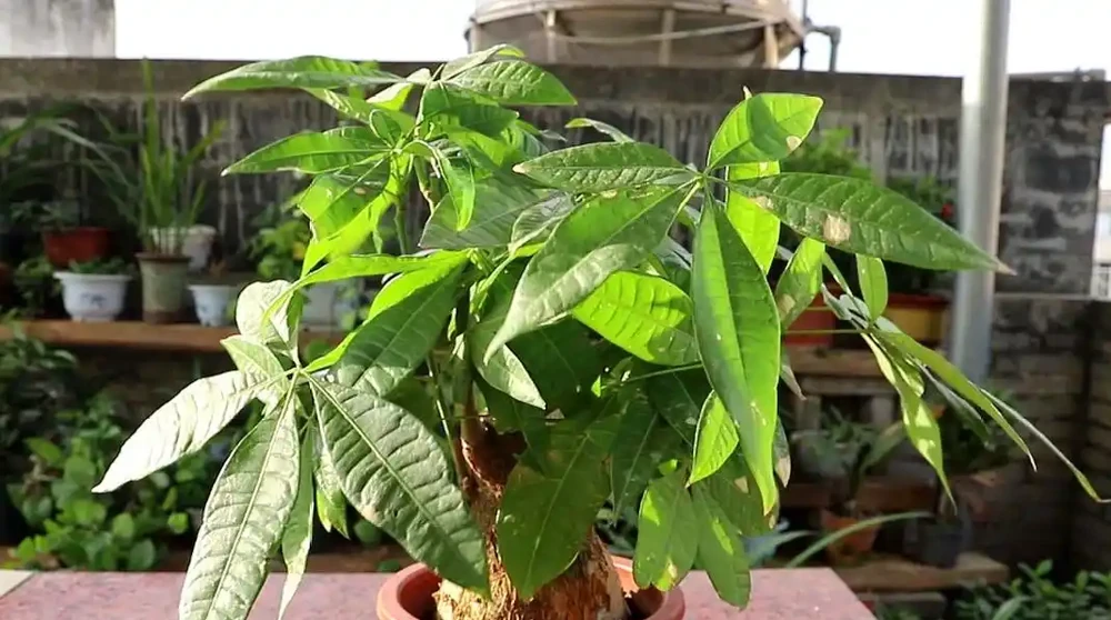 杆子變乾癟發軟?教你急救發財樹,絕對乾貨!