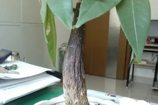 杆子變乾癟發軟？教你急救發財樹，絕對乾貨！