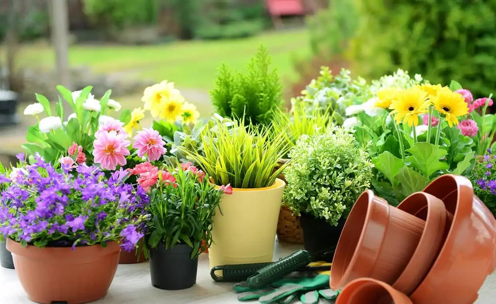 懶人養花通用肥料，讓你的植物茁壯成長，輕鬆享受綠意盎然的美麗