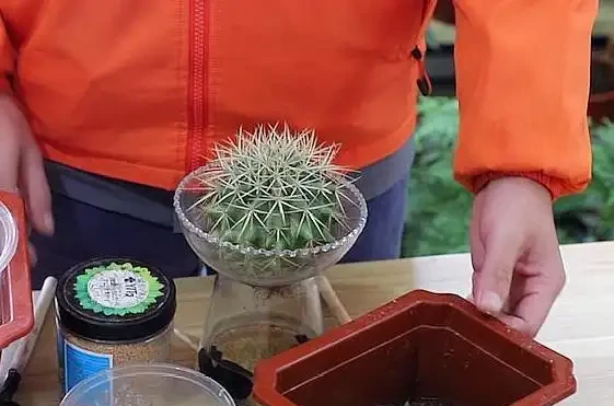剛買的仙人掌球怎麼種植?一篇文章告訴你!