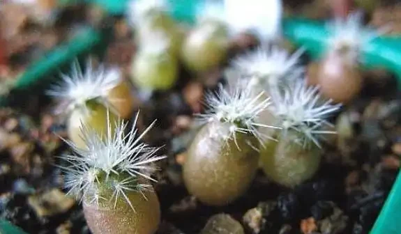 剛買的仙人掌球怎麼種植?一篇文章告訴你!