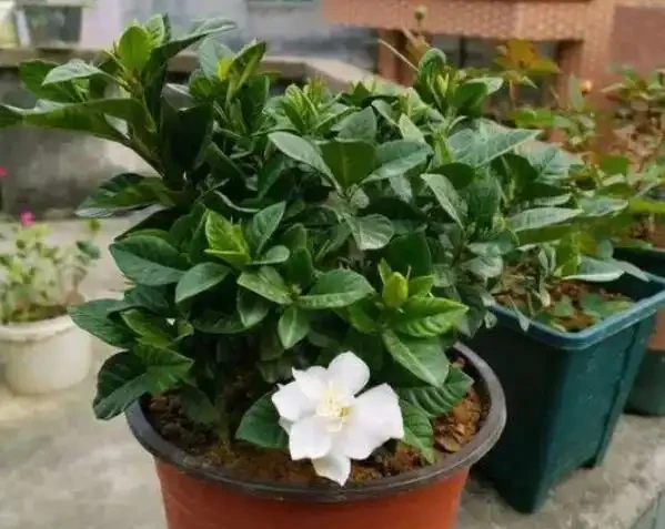 梔子花葉尖乾枯發黑大揭秘!前任園藝技師爆料,原來是這個小細節
