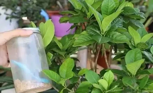 梔子花葉尖乾枯發黑大揭秘!前任園藝技師爆料,原來是這個小細節