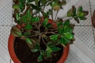 梔子花葉尖乾枯發黑大揭秘！前任園藝技師爆料，原來是這個小細節